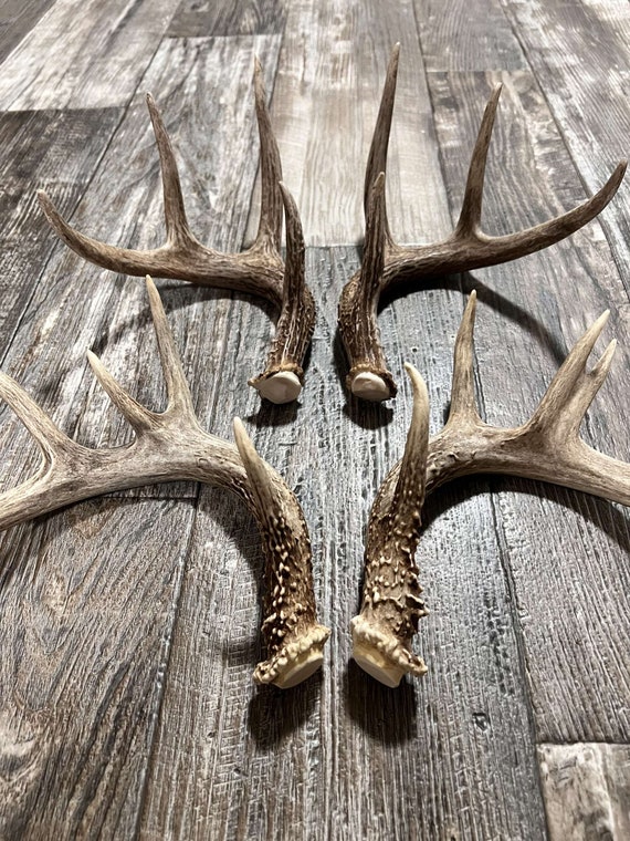 Paire De Bois De Cerf En Décoration - 71 Cm, Bois Naturel, Occasion
