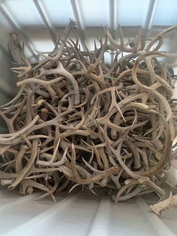 Bulk Whitetail/Mule Deer Antler Sheds. Grade #3 Antlers. White Weathered Antlers. Free Shipping!