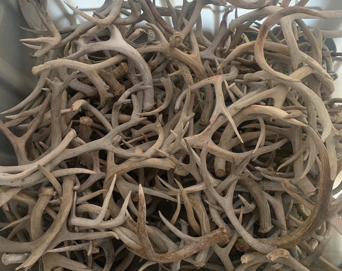 Bulk Whitetail/mule Deer Antler Sheds. Grade 3 Antlers. White Weathered