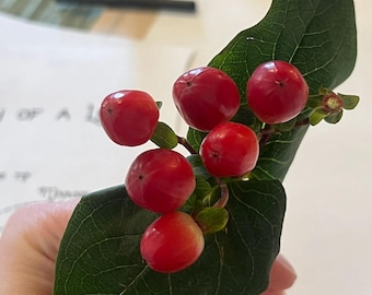 Consulta de hierbas con un maestro herbolario - Evaluación holística - Consulta individual por videollamada con un herbolario + Plan de bienestar personalizado