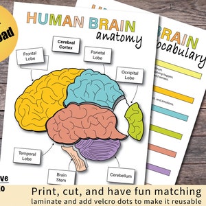 Puede incluir: Un gráfico de anatomía del cerebro humano imprimible con ilustraciones coloridas de los diferentes lóbulos y partes del cerebro. El gráfico incluye el lóbulo frontal, el lóbulo parietal, el lóbulo occipital, el lóbulo temporal, el cerebelo y el tronco encefálico. El gráfico también incluye una sección de vocabulario con definiciones de las diferentes partes del cerebro.