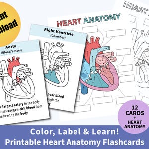 Printable Heart Anatomy Flashcards, Human Heart Study Cards, Science Flashcards Digital Download, Learn Heart Parts, Educational Science PDF