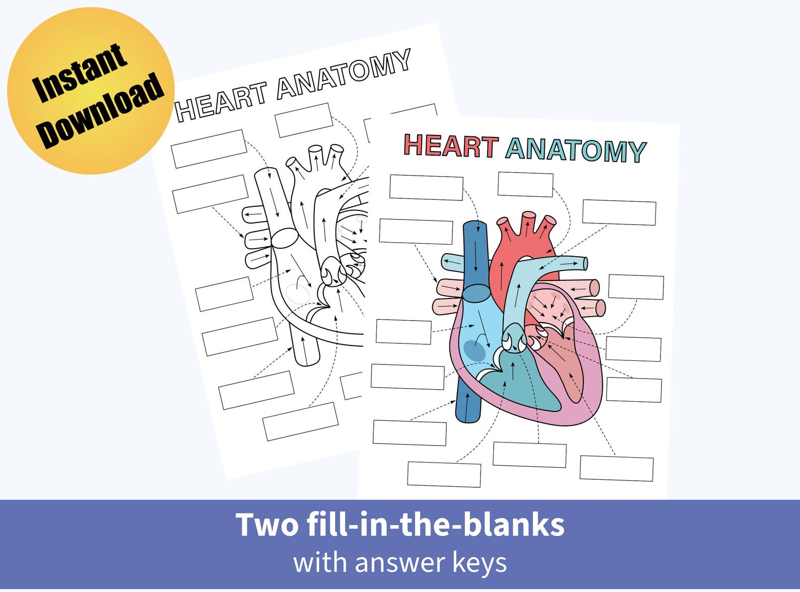 Printable Heart Anatomy Flashcards, Human Heart Study Cards, Science ...