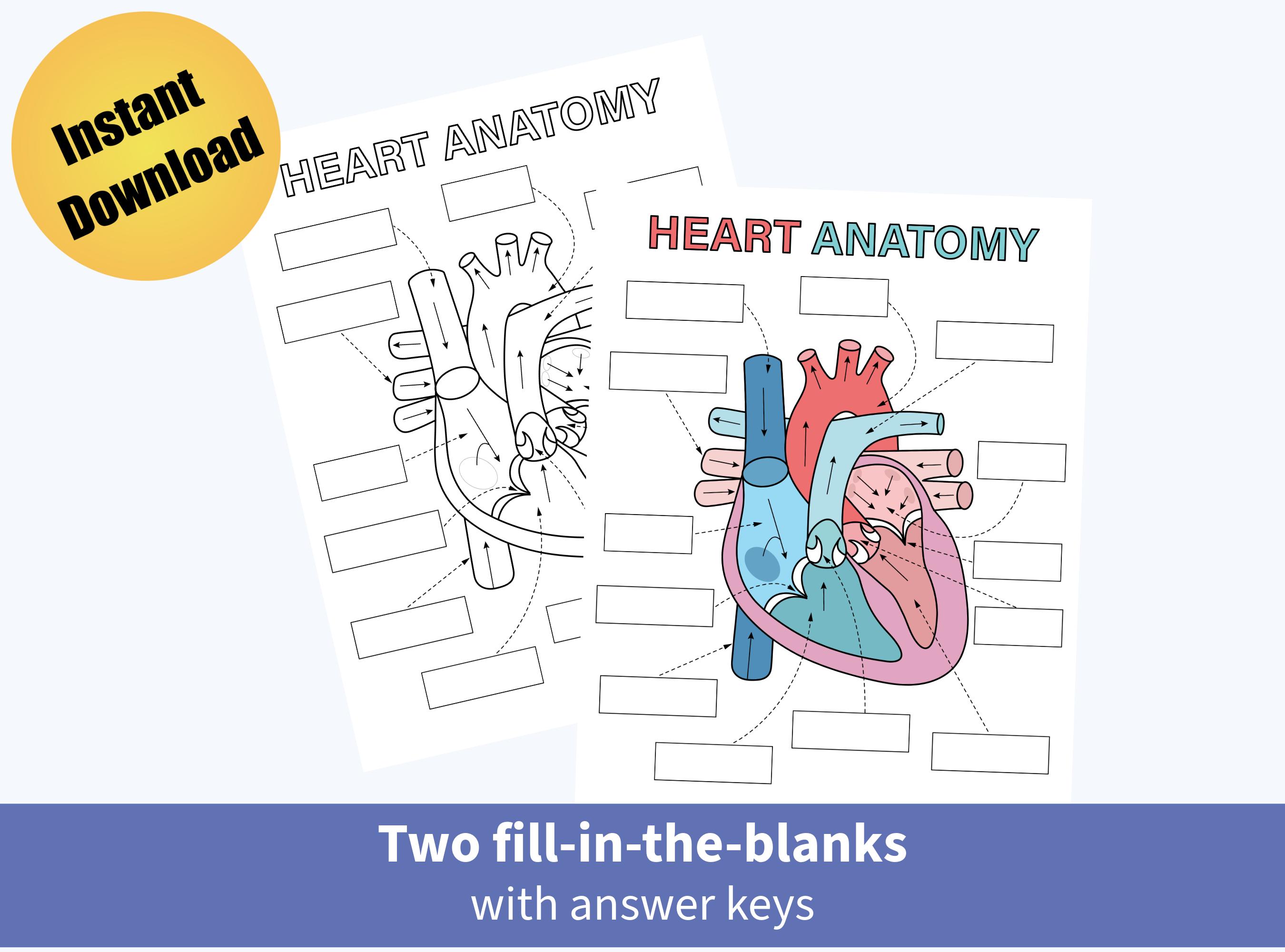 Printable Heart Anatomy Flashcards, Human Heart Study Cards, Science ...