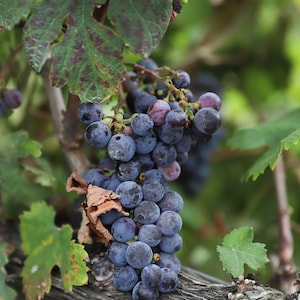 Grapes Print for Digital Download