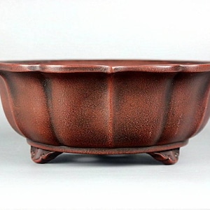 May include: A red terracotta bonsai pot with a scalloped rim and three small feet. The pot is made of unglazed clay and has a rustic, earthy appearance.