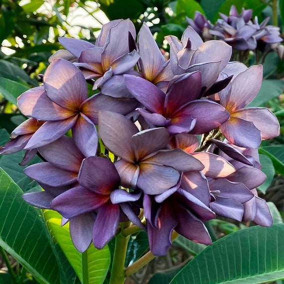 Blue Plumeria Tree