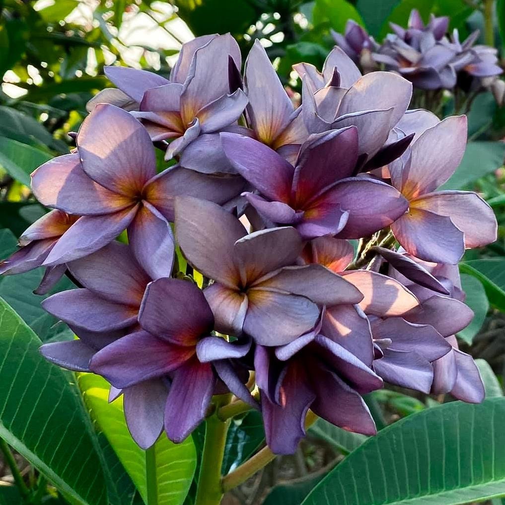 Outdoor & Gardening Home & Living Blue Plumeria plant Perennial Flower