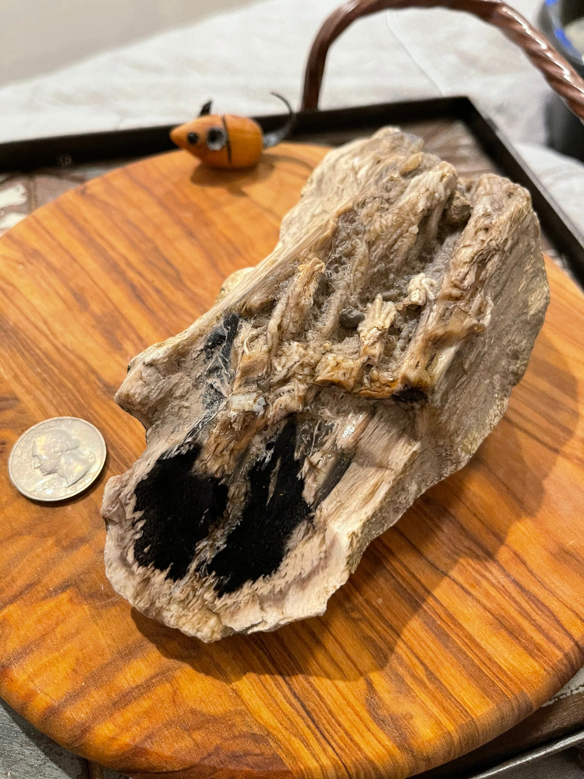3. Black Palm Petrified Wood Etsy