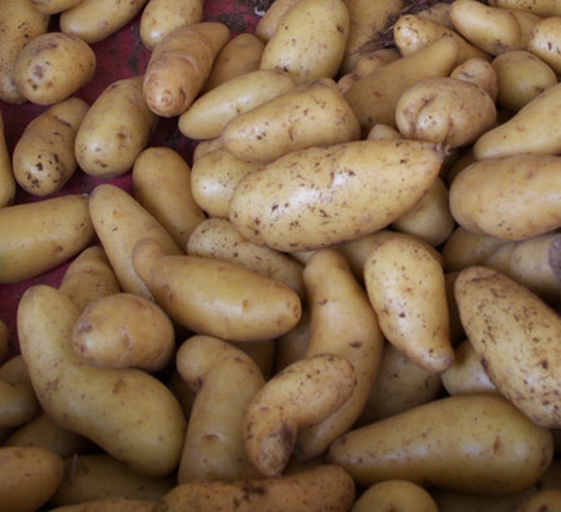 La Ratte Fingerling Seed Potatoes Etsy
