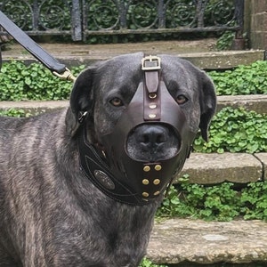 May include: A large, brindle-coloured dog wearing a brown leather muzzle with brass accents. The muzzle has a strap that goes around the dog's head and a metal buckle.