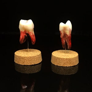 Bloody Human Tooth in a glass dome- Replica - Halloween gift - Curiosity - Oddity - Medic gift