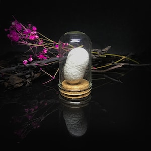 May include: A white silkworm cocoon inside a clear glass jar with a cork lid. The jar is sitting on a black surface.