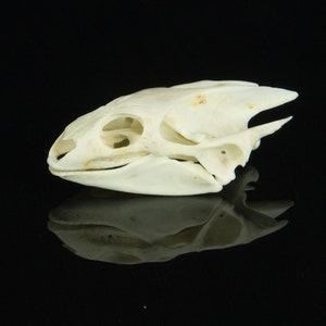 Décor- Weird turtle skull - Gift for naturalist - Curiosity - Oddity - Wiccan - Witch gift-gift for him