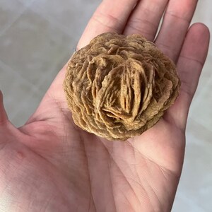 May include: A desert rose crystal formation, held in a hand. The crystal has a layered, rosette-like structure with a sandy brown color. The texture appears rough and natural, showcasing the mineral's unique form.