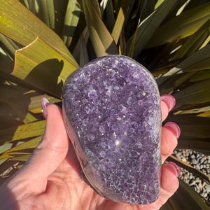 May include: A polished, rounded amethyst crystal geode. The geode is a deep purple color with sparkling crystal formations. The geode is held in a hand, with green foliage in the background.