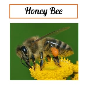 Może przedstawiać: Zbliżenie pszczoły miodnej na żółtym kwiatku, z napisem "Honey Bee" u góry. Pszczoła jest brązowo-czarna z pomarańczowymi woreczkami pyłkowymi, na rozmytym zielonym tle.