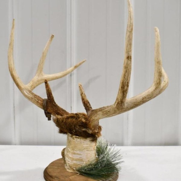 8 pt deer rack on birch wood mount.