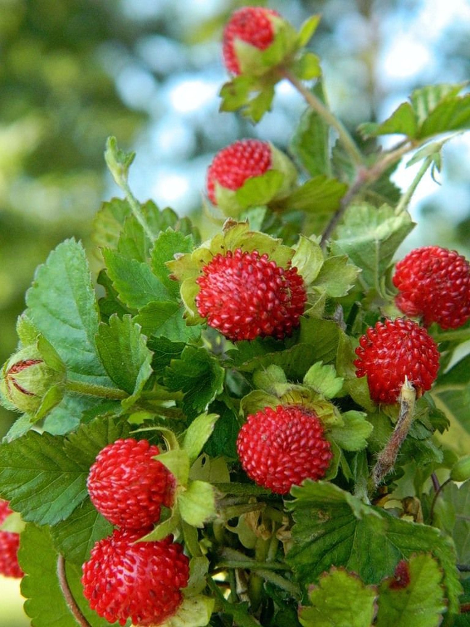strawberry plants strawberry plants