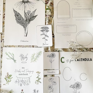 An Introduction to Herbs & Foraging - Etsy