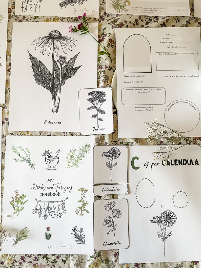 An Introduction to Herbs & Foraging - Etsy