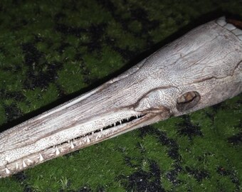 Download Gar Fish Etsy