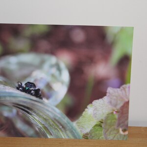 Jumping Spider on Glass Jar Nature, Fine Art Print, Photography Print, Nature photography, Jumping Spider, Spider