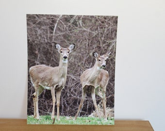 Deer in a Meadow, Nature, Fine Art Print, Photography Print, Nature photography, Deer, Animal Photography