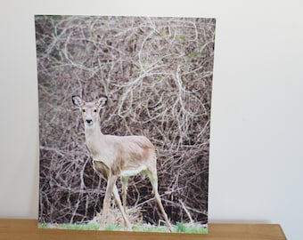 Deer in a Meadow, Nature, Fine Art Print, Photography Print, Nature photography, Deer, Animal Photography