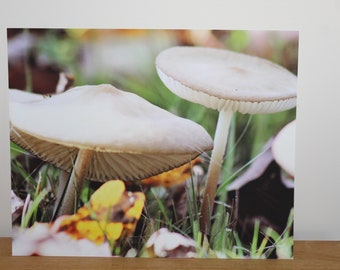 Mushrooms, Fine Art Print, Photography Print, Nature photography, Autumn, Fall