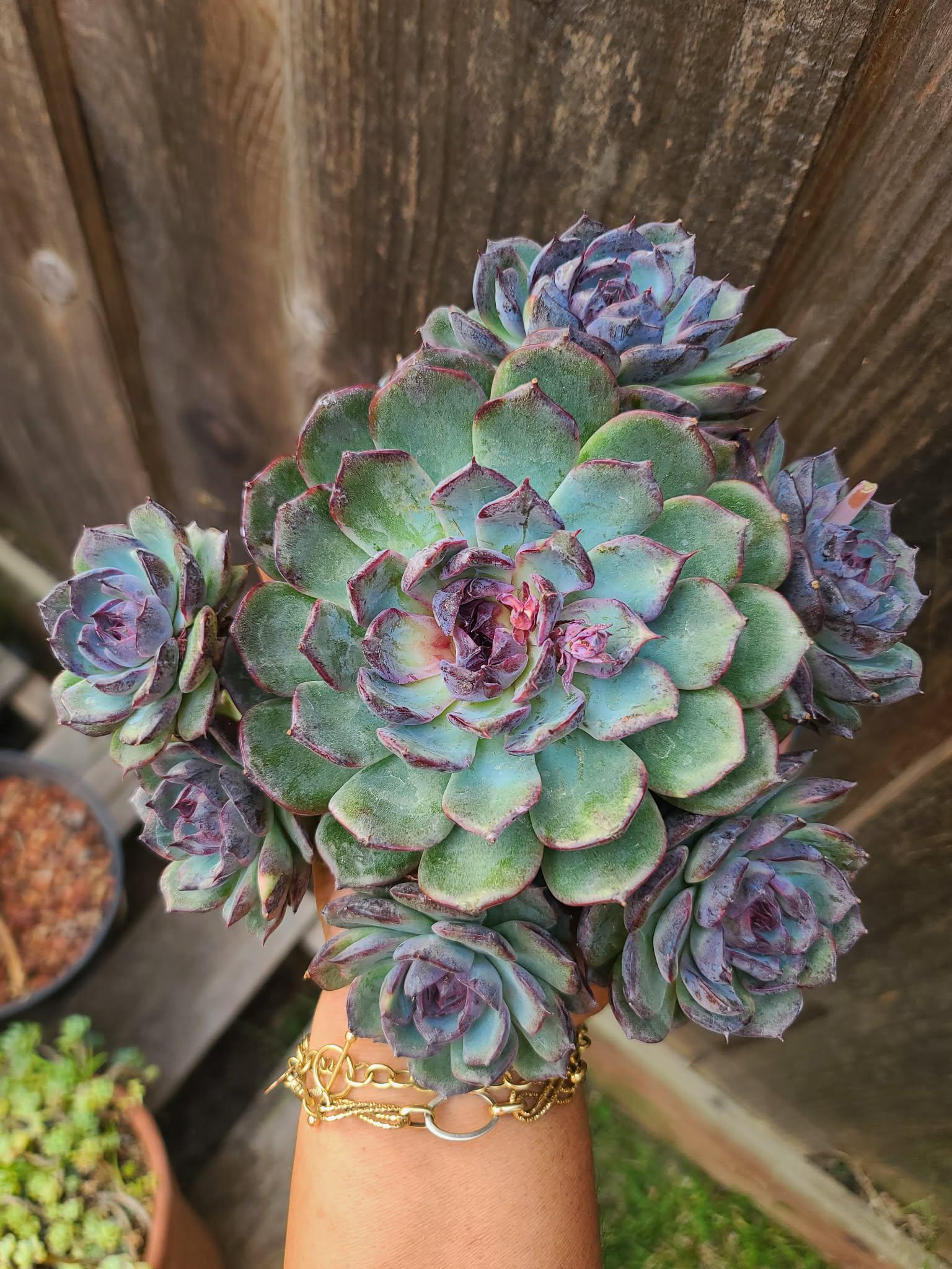 青色妖姫/Echeveria Blue Enchantress 錦　激レア Echeveria Blue Enchantress – Rare Imported Succulent, Healthy Live