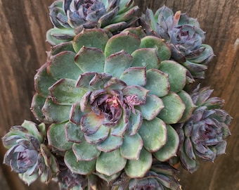 Echeveria Blue Enchantress – Rare Imported Succulent, Healthy Live