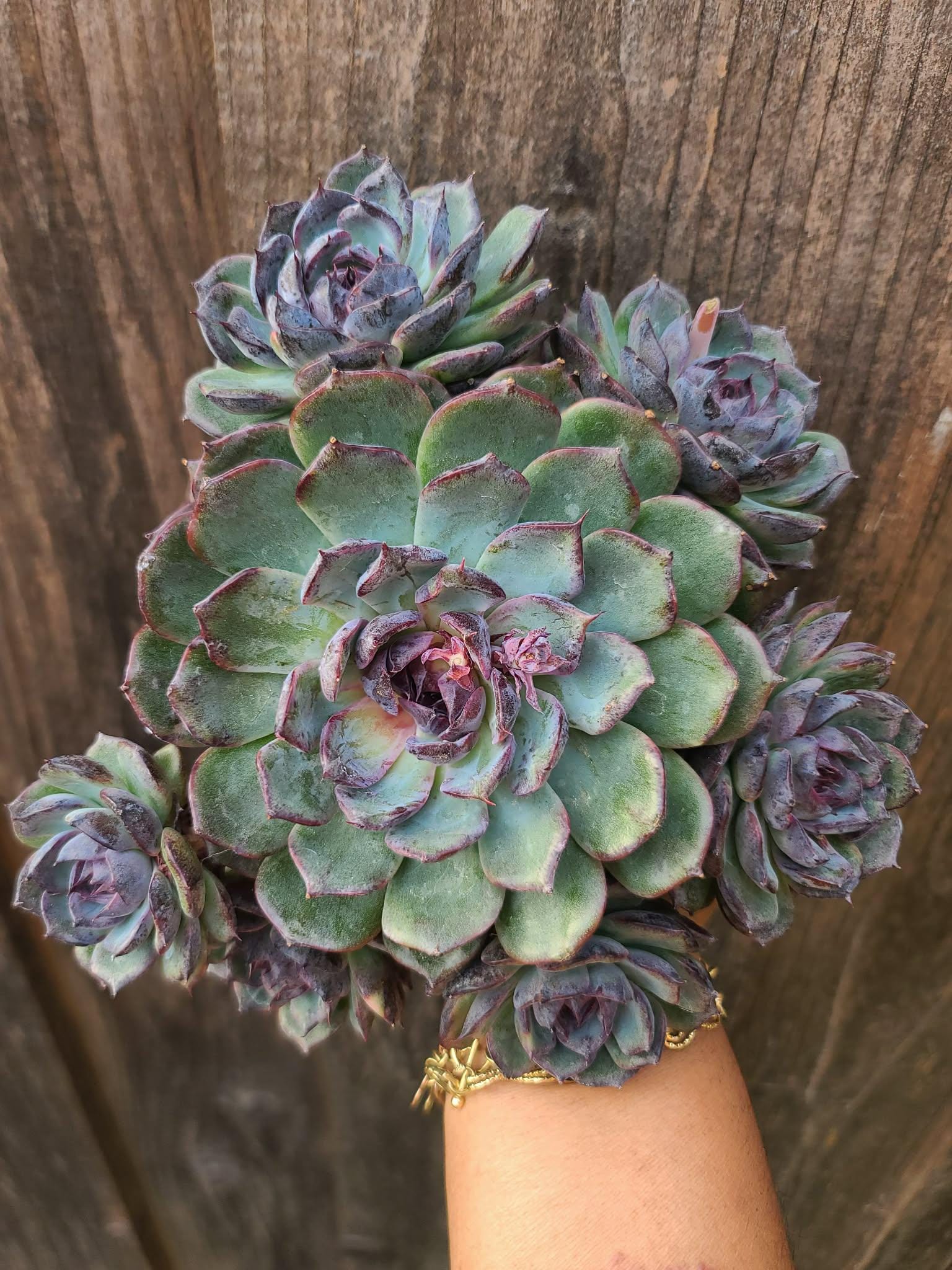 青色妖姫/Echeveria Blue Enchantress 錦　激レア Echeveria Blue Enchantress – Rare Imported Succulent, Healthy Live