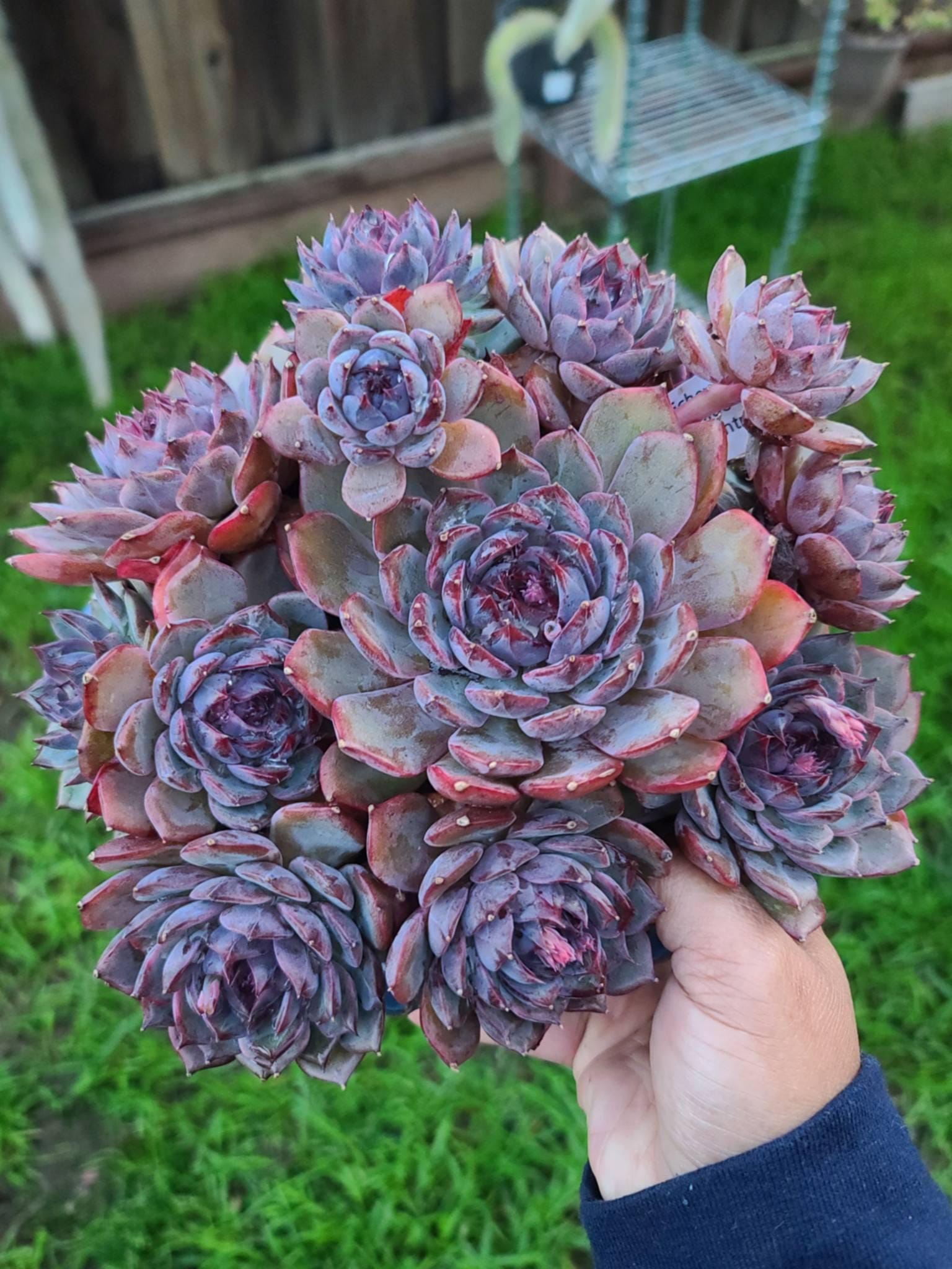 青色妖姫/Echeveria Blue Enchantress 錦　激レア Echeveria Blue Enchantress – Rare Imported Succulent, Healthy Live