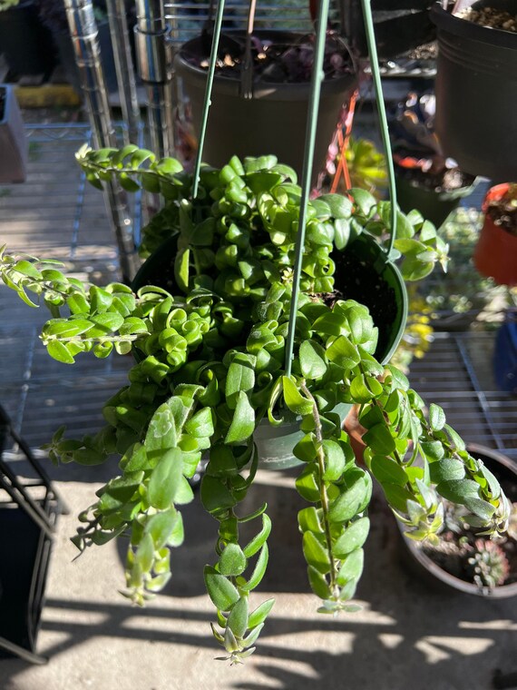 Hoya Lipstick 6 ' Hanging Plant Etsy