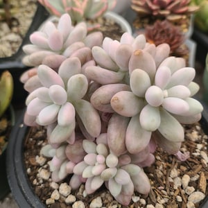 Echeveria Blue Enchantress – Rare Imported Succulent, Healthy Live