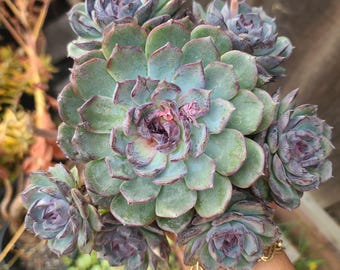 Echeveria Blue Enchantress – Rare Imported Succulent, Healthy Live