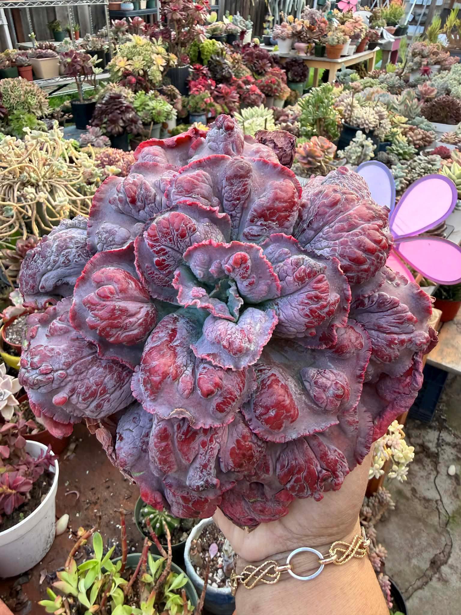 Rare Echeveria Carnival Succulent – Colorful Rosette, Live Plant Rare Echeveria Carnival Succulent – Colorful Rosette, Live Plant