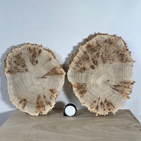 2PCS Live Edge Burl poplar slices - dry cut for woodworking