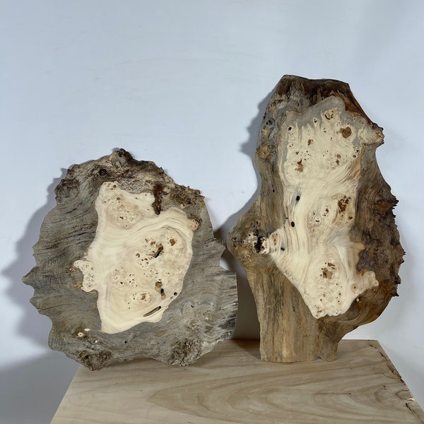 2pcs Burl slice Poplar - dry slab for woodworking