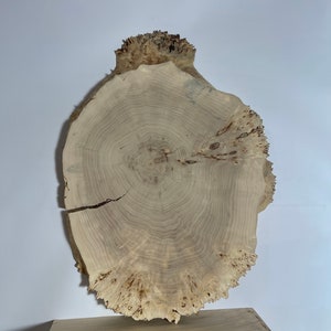 Live edge poplar slice 34x25x1.57in&quot; - burl poplar dry slab for coffe table