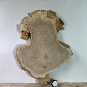Live Edge Poplar Burl Slice 31.5x22x1.96 in&quot; - dry slab for coffee table top