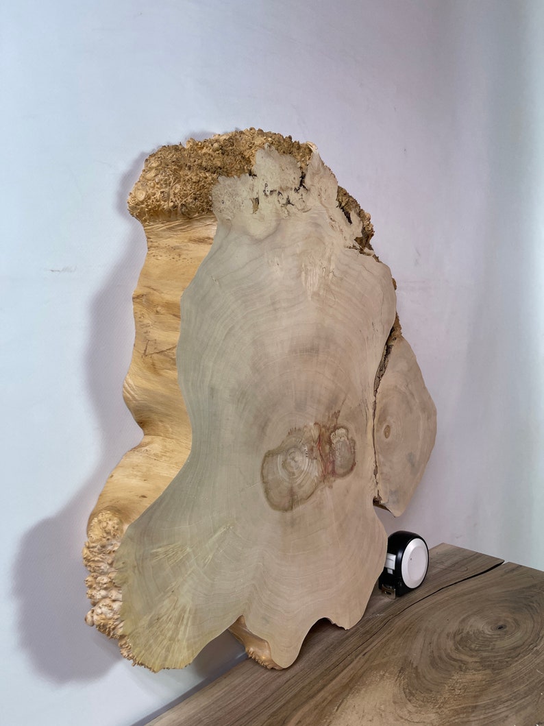 Burl Maple Slice for Coffee Table 19.3x15.7x2in