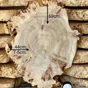 Live Edge Poplar Burl Slice 23x17.3x1.97in&quot;- dry slab for woodworking