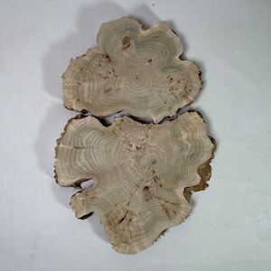 Live Edge Poplar Burl Slice 34x22.3x2.28in&quot;, divided into 2 parts - dry slab for woodworking
