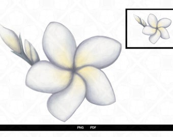 Plumeria Flower Printable Art High Resolution PNG PDF Instant Digital Download for DIY Printable Wall Art Cards Stickers