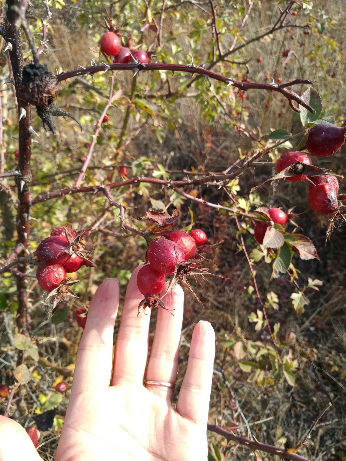 Rose hips dried rose hips whole rose hips dried organic Etsy