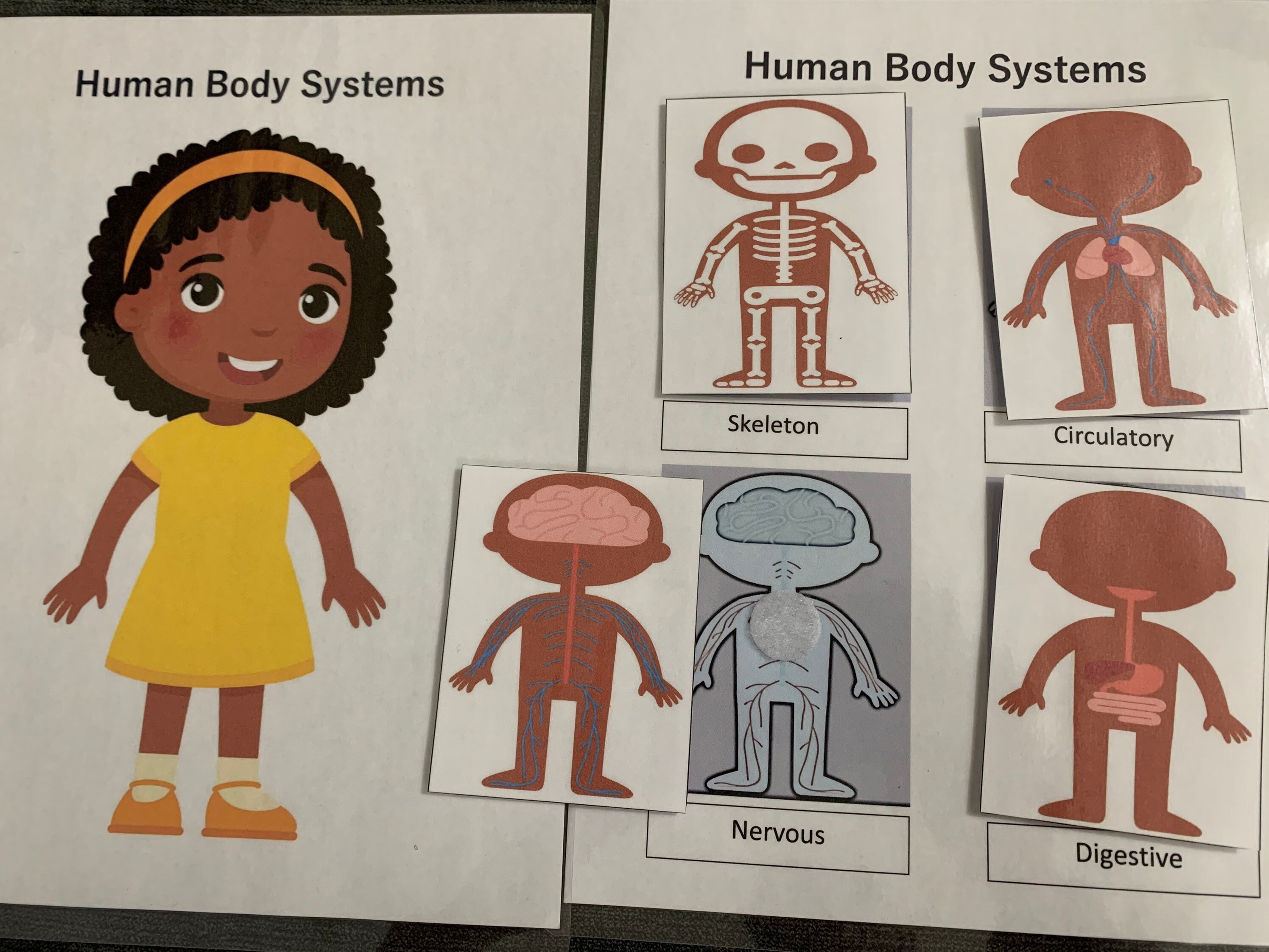 Finished Product Learning Binder/ Body Parts/ Human Anatomy/ Etsy