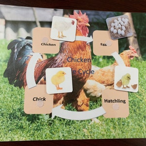 Chicken life cycle/ montessori activity/ animal life cycle study/ object to image matching image 4