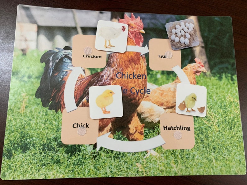 Chicken life cycle/ montessori activity/ animal life cycle study/ object to image matching image 4